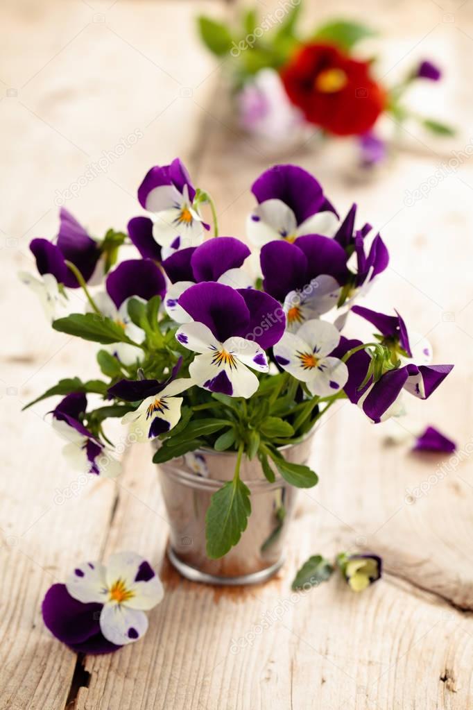 Spring flowers. Purple pansies.