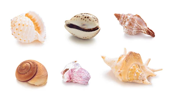 Conchas de concha do mar diferentes em uma fileira . — Fotografia de Stock