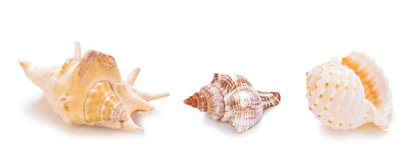 Conchas de concha do mar diferentes em uma fileira . — Fotografia de Stock