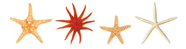 Starfishes diferentes em uma fileira . — Fotografia de Stock