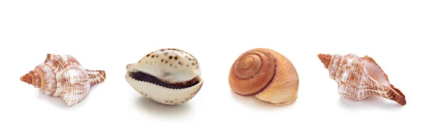 Different sea conch shells in a row. — Stock Photo, Image