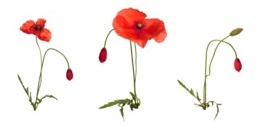 Wild poppies in a row. clipart