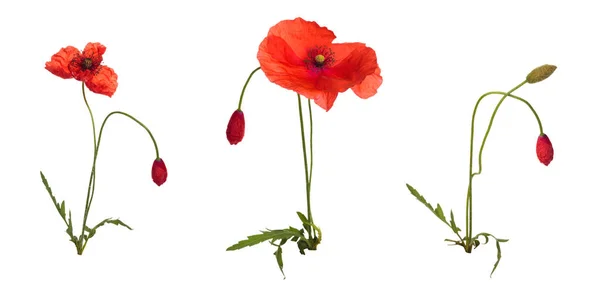 Coquelicots sauvages dans une rangée . — Photo