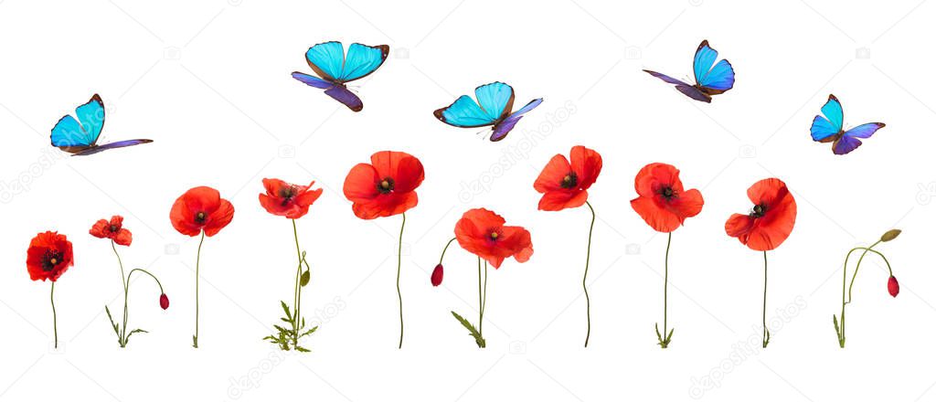 Summer background with poppies and butterflies.
