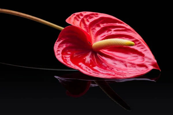 Anthurium rouge  . — Photo