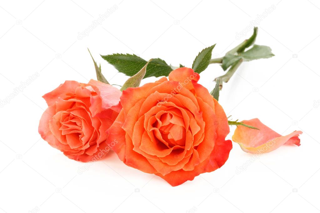 Coral roses on white.