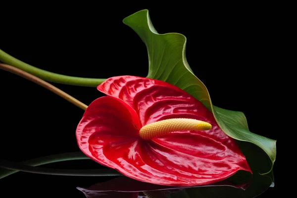 Anthurium rouge . — Photo