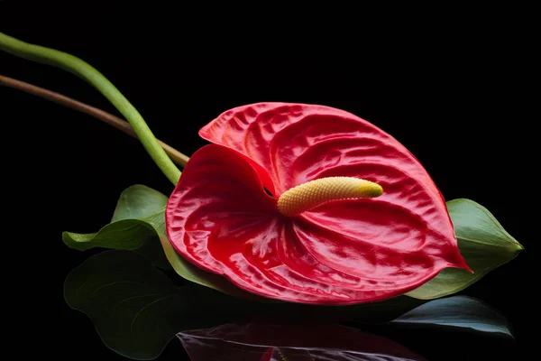 Anthurium rouge . — Photo