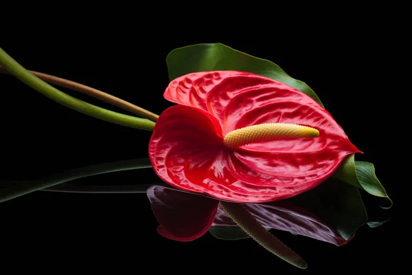 Anthurium roșu . — Fotografie, imagine de stoc