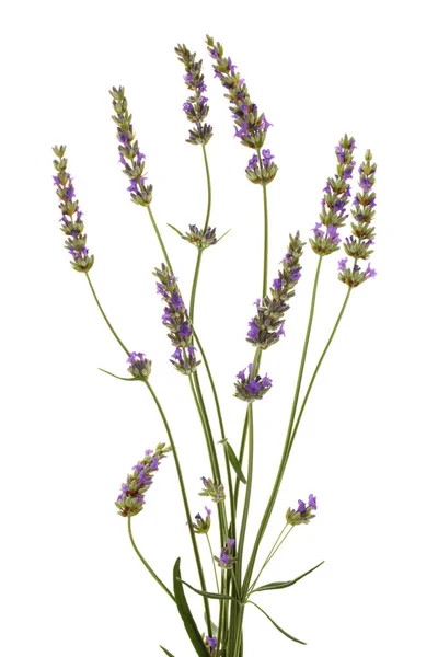Lavendelstrauß auf Weiß. — Stockfoto