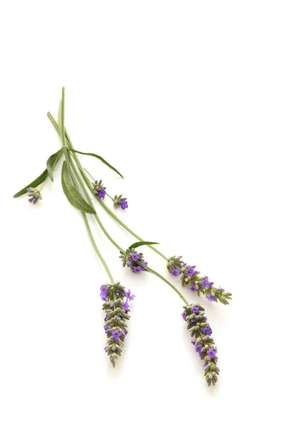 Lavender bouquet on white. — Stock Photo, Image