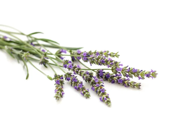 Lavendelstrauß auf Weiß. — Stockfoto
