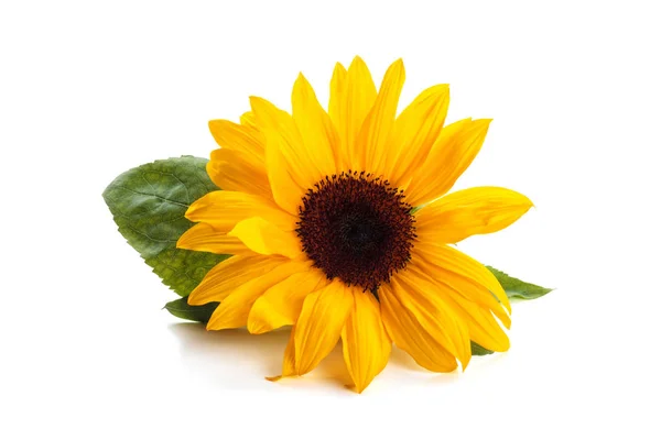 Sunflower with leaves. — Stock Photo, Image