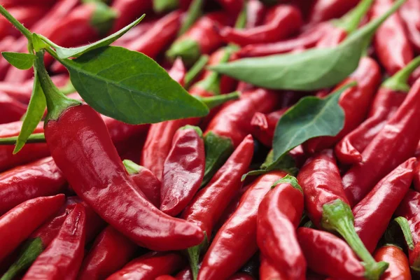 Pimientos chile rojo . —  Fotos de Stock