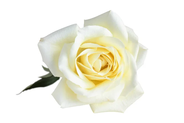 Bílou růži na bílém pozadí. — Stock fotografie