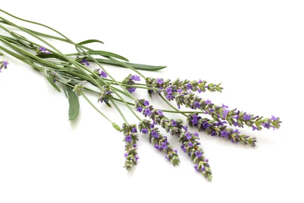 Lavendel boeket op wit. — Stockfoto