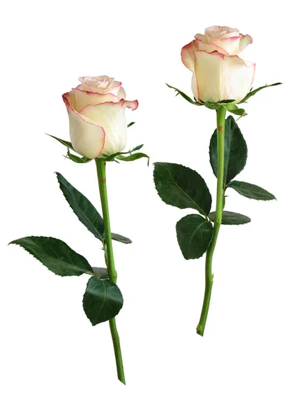Růžová kolekce na bílém. — Stock fotografie