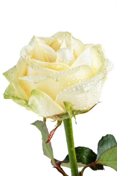 Bílá růže s kapkami. — Stock fotografie