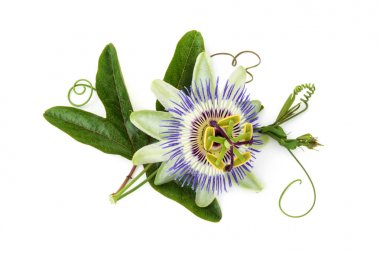 Passion flower on white. clipart