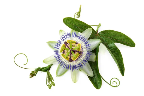 Flor de la pasión sobre blanco . — Foto de Stock