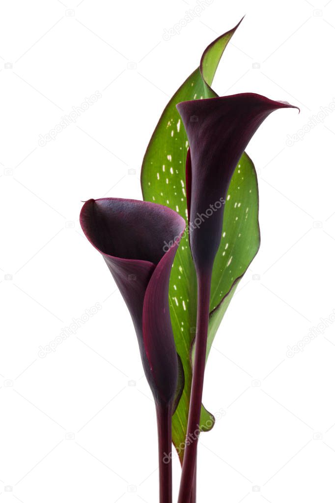 Dark purple calla.