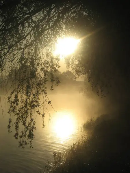 Falling Branches Weeping Willow Create Dark Curtain Which You Can — Stock Photo, Image