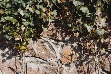 Yeşil yapraklardan yapılmış taş duvar iskeleti. Evin dış çitleri.. 