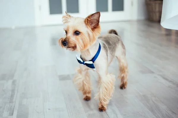 Un chien mignon avec un nœud papillon bleu marche à la maison. Yorkshire Terrier. Mode de vie. Homeliness . — Photo