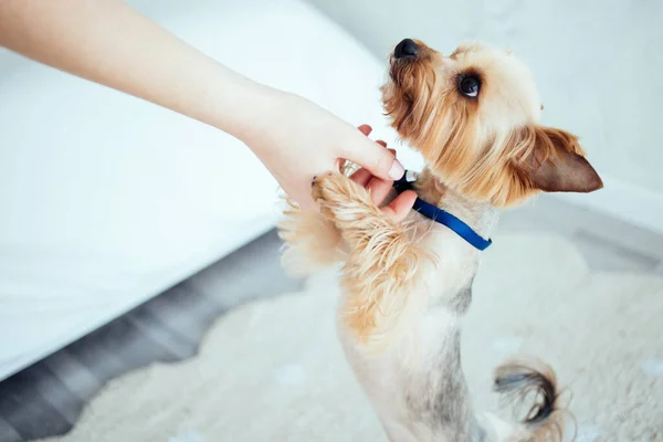 Un chien mignon avec un nœud papillon bleu à la maison. Yorkshire Terrier. Mode de vie. Homeliness. Femme main caresse un chien . — Photo