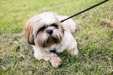 Yaz günü çimenlerin üzerinde tasmalı güzel shih tzu köpeği yatıyor. Tam yüz kapat.