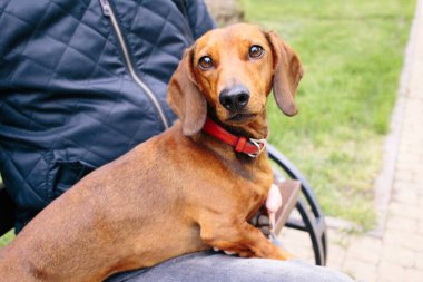 Köpeğin sahibinin üzerine uzanmış kırmızı yakalı güzel bir dachshund köpeği.. 