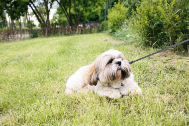 Yaz günü çimenlerin üzerinde tasmalı güzel shih tzu köpeği yatıyor.. 