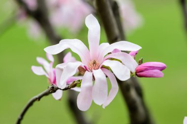 Pek çok narin beyaz manolya çiçeğini kapayın ağaç dallarında, açık mavi gökyüzüne doğru, güneşli bir bahar gününde, güzel bir açık hava çiçekli arka planda.