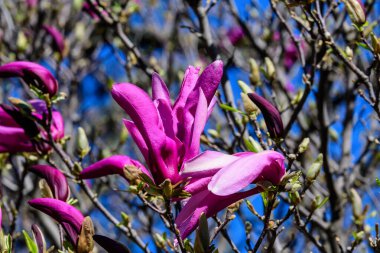 Mor manolya çiçeklerini kapat. Çiçek açmış bir dalın üzerinde güneşli bir bahar gününde açık mavi bir gökyüzüne doğru. Güzel bir açık hava çiçeğinin arka planında küçük bir odak ile fotoğraflanmış.