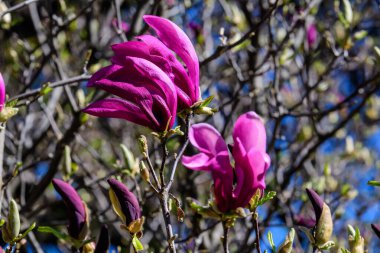 Mor manolya çiçeklerini kapat. Çiçek açmış bir dalın üzerinde güneşli bir bahar gününde açık mavi bir gökyüzüne doğru. Güzel bir açık hava çiçeğinin arka planında küçük bir odak ile fotoğraflanmış.