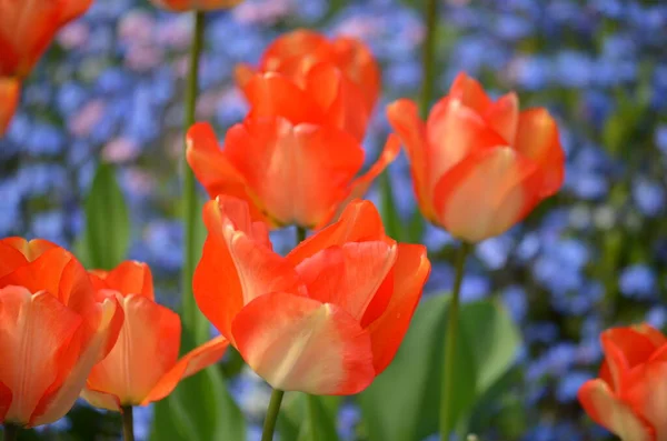 Вид Зверху Два Ніжні Яскраві Помаранчеві Тюльпани Саду Сонячний Весняний — стокове фото