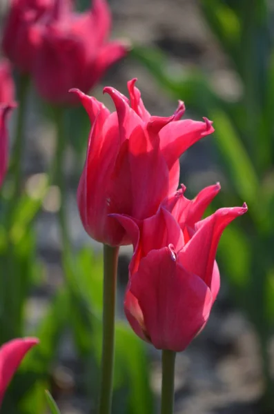 Vista Superior Dos Tulipanes Rosados Blancos Vívidos Jardín Día Soleado — Foto de Stock
