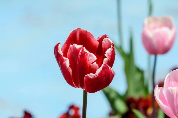 Primer Plano Tulipán Rojo Plena Floración Jardín Soleado Primavera Hermoso — Foto de Stock