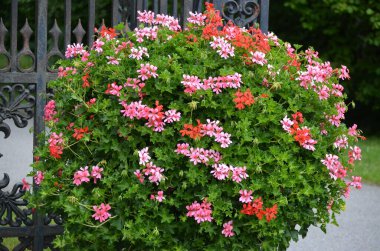 Pembe ve kırmızı Pelargonium çiçeklerinin (yaygın olarak sardunya, pelargonyum ya da leylek gagası olarak bilinir) arkaplanı ve bahçe saksısında taze yeşil yapraklar.