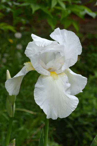 Nahaufnahme Von Einer Weißen Irisblume Auf Grün Einem Sonnigen Frühlingsgarten — Stockfoto