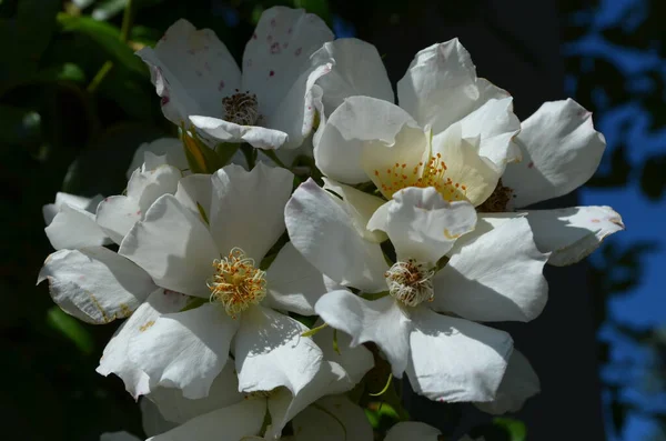 Gran Arbusto Verde Con Delicadas Rosas Blancas Frescas Hojas Verdes — Foto de Stock