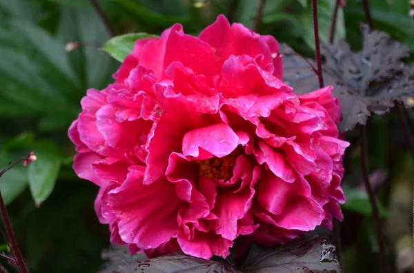 Nahaufnahme Einer Großen Zarten Leuchtend Rosa Magenta Pfingstrose Blüte Einem — Stockfoto