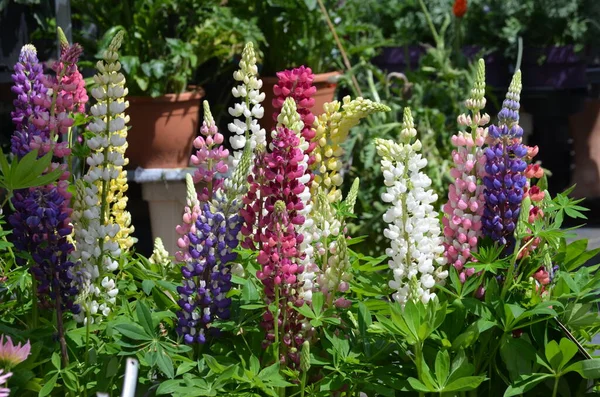 Lupinus 'un sarı, pembe, kırmızı, mavi ve beyaz çiçekleri, lupin ya da lupin olarak bilinir, güneşli bir bahar bahçesinde çiçek açar, açık hava çiçekleri yumuşak odak ile fotoğraflanır.