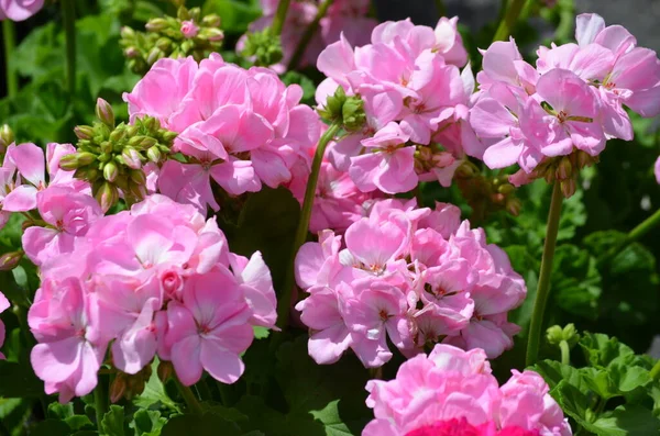 Background Vivid Pink Pelargonium Flowers Commonly Known Geraniums Pelargoniums Storksbills — Stock Photo, Image
