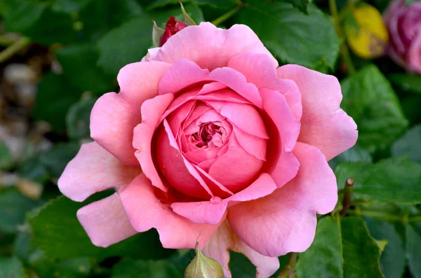 Detailní Záběr Jedné Velké Jemné Světle Růžové Růže Plném Květu — Stock fotografie