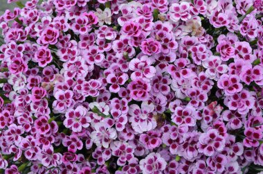 Dianthus Carthusianorum bitkisinin pek çok küçük canlı pembe çiçeği, genellikle Kartaca Pembesi olarak bilinir, güneşli bir yaz gününde, bir İngiliz kır evinin bahçesinde, güzel bir açık hava çiçek arka planında.