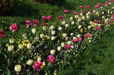 Güneşli bir bahar gününde, bahçesinde bir sürü canlı pembe ve beyaz lalesi olan geniş bir sıranın en üst görüntüsü, açık hava çiçekli güzel arka plan yumuşak odak ile fotoğraflanmış.