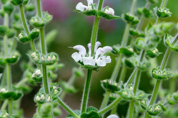 Zielone Liście Małe Białe Kwiaty Albumu Lamium Roślin Powszechnie Znany — Zdjęcie stockowe