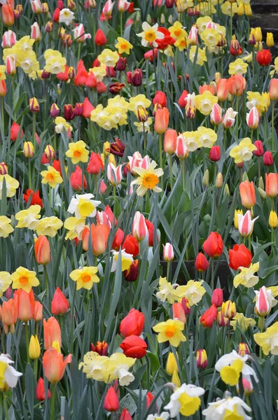 Top view of mixed red, orange, white and yellow tulips and daffodils in a garden in a sunny spring day, beautiful outdoor floral background photographed with soft focus