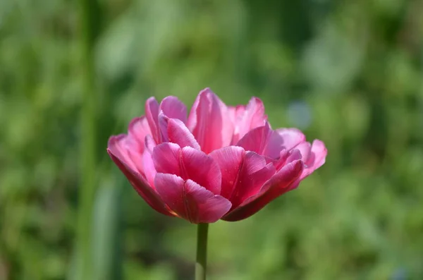 Vista Superior Uma Tulipa Rosa Vívida Jardim Dia Primavera Ensolarado — Fotografia de Stock